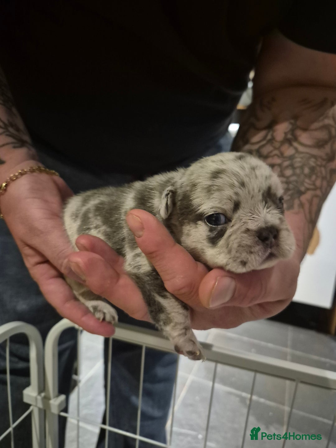 French Bulldog dogs for sale: 3 female french bulldogs - Advert 28