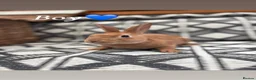 Mixed Breed rabbits for sale: Belgian hare x 3/4 Belgian hare - Advert 7