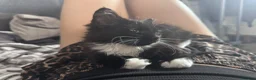 Mixed Breed cats for sale: Female kitten for sale - Advert 3