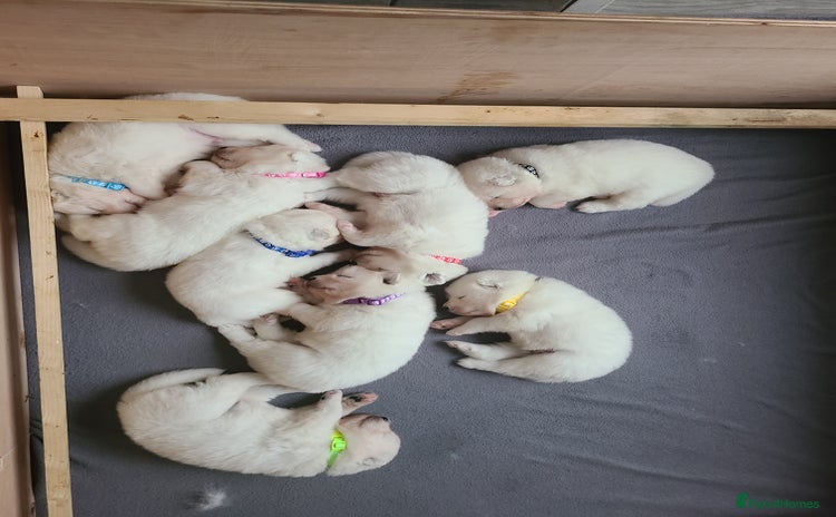 Samoyed dogs - Advert 1