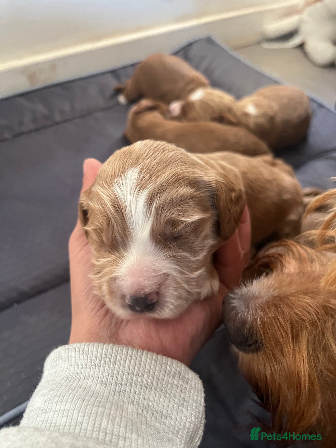 Cockapoo dogs for sale: Cockapoo puppies  - Advert 8