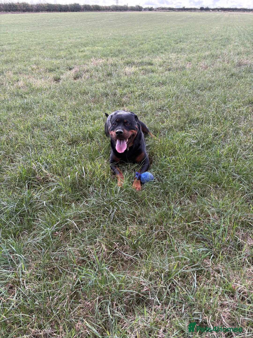 Rottweiler dogs for sale: CHUNKY PURE BRED ROTTWEILERS  - Advert 2