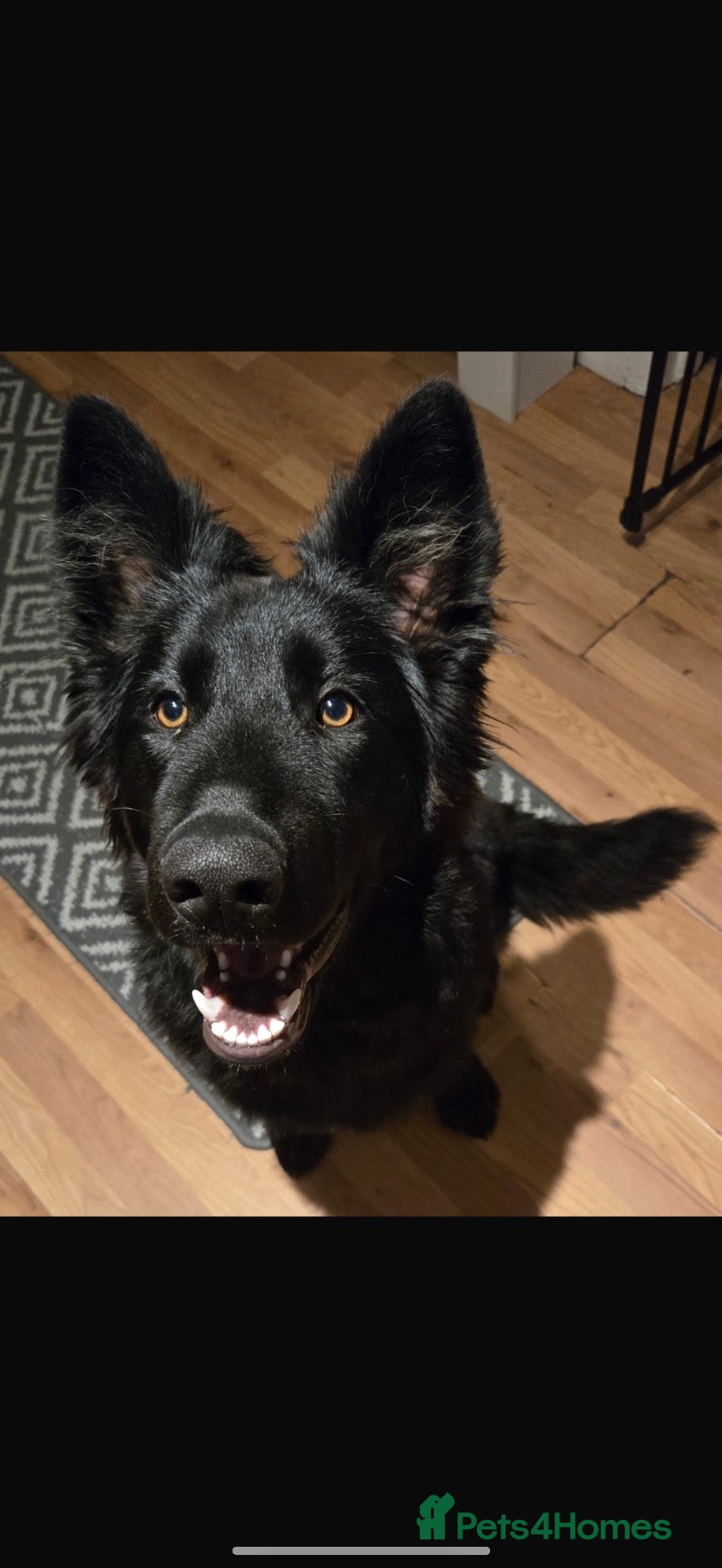 German Shepherd dogs for sale: Beautiful German Shepherd Puppies - Advert 10