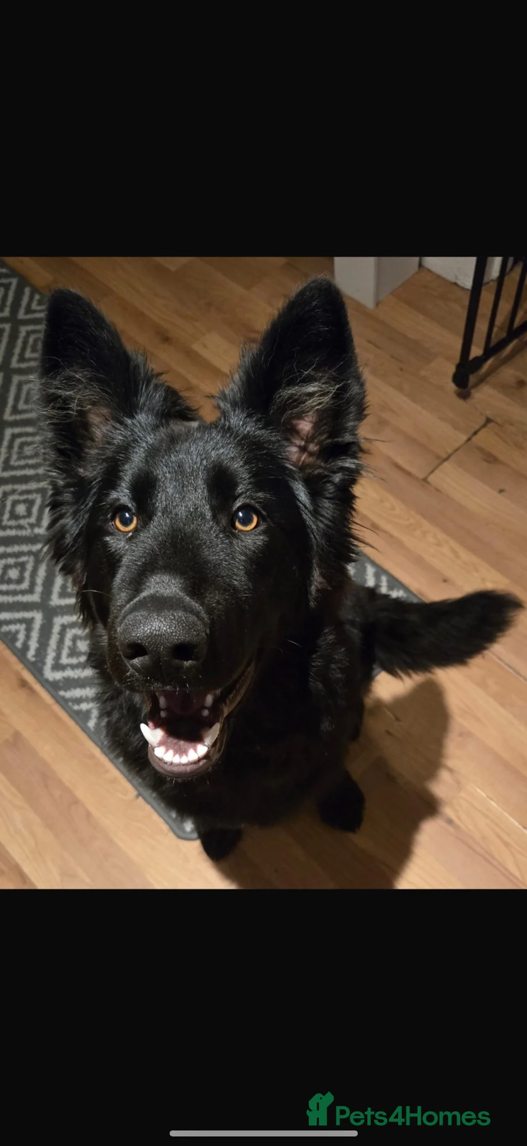 German Shepherd dogs for sale: Beautiful German Shepherd Puppies in Durham - Advert 1