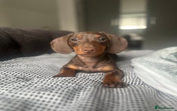 Miniature Dachshund dogs for sale: Miniature dachshund  - Image 2