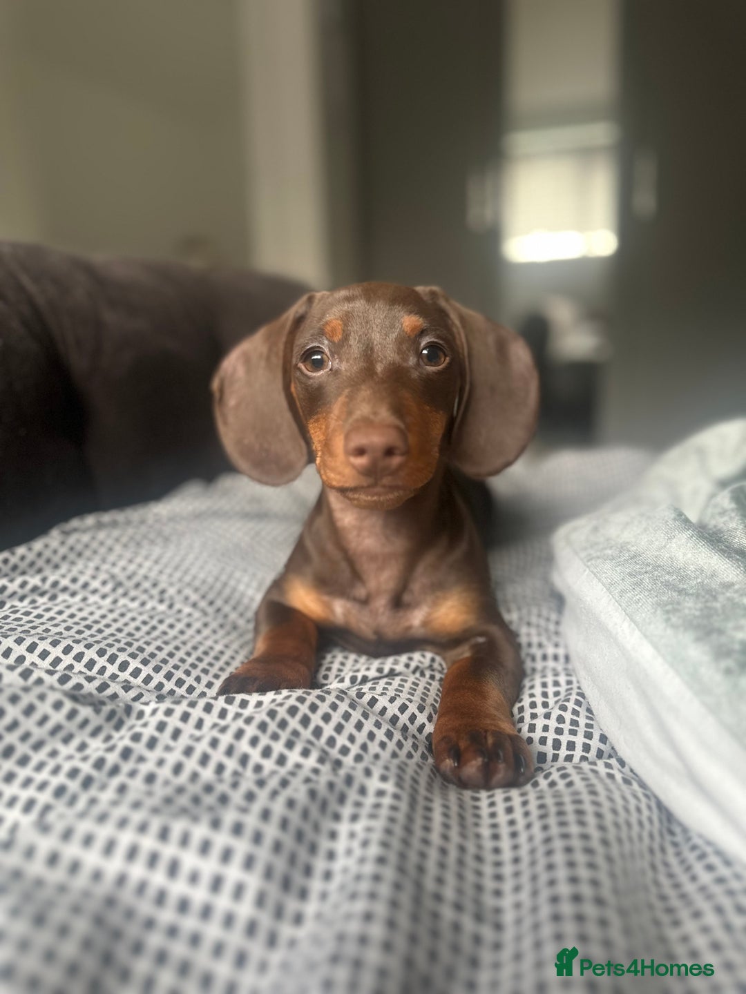 Miniature Dachshund dogs for sale: Miniature dachshund  - Image 2