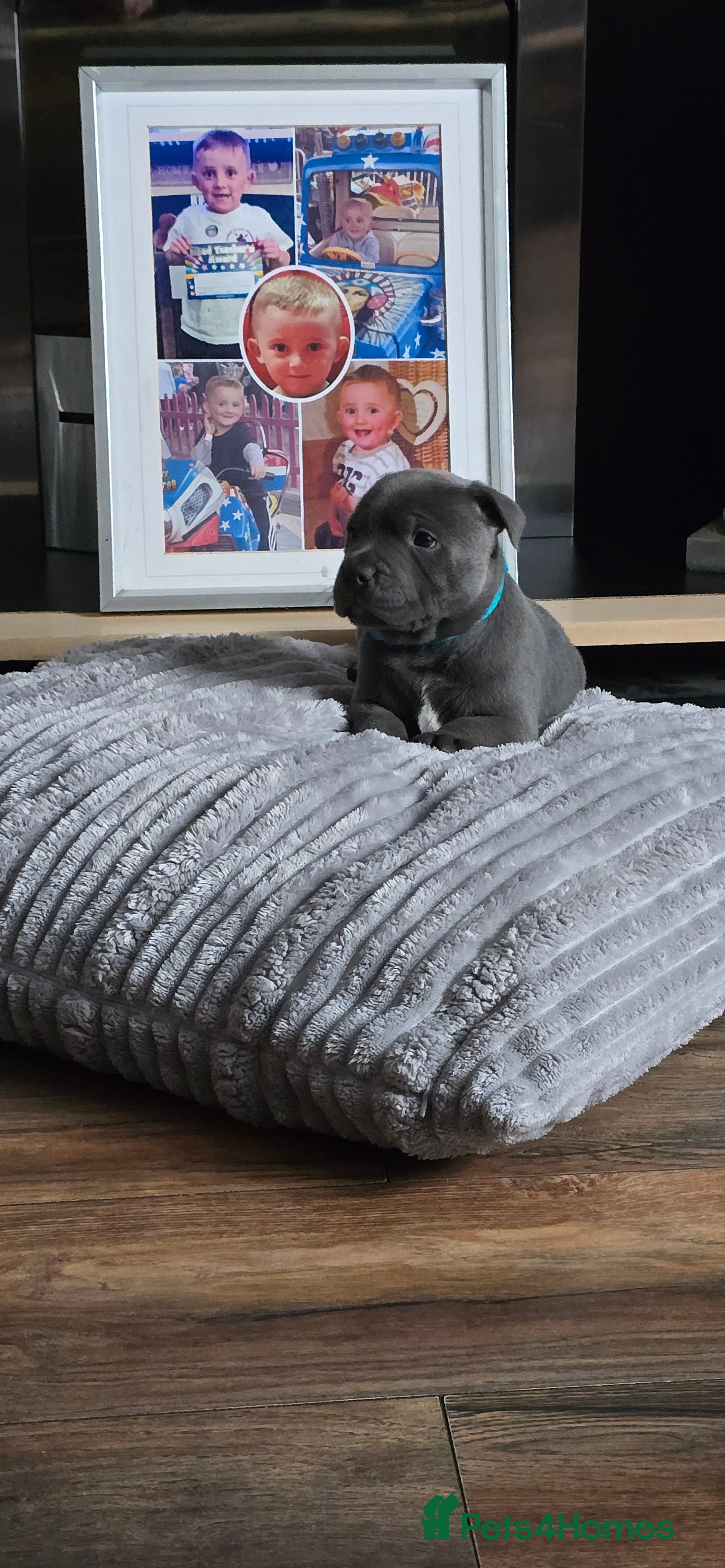 Staffordshire Bull Terrier dogs 4 beutiful blue staffies dad and mum kc  - Advert 6