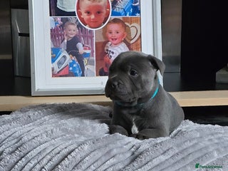 Staffordshire Bull Terrier dogs 4 beutiful blue staffies dad and mum kc - Advert 6
