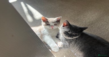 British Shorthair cats - Advert 15