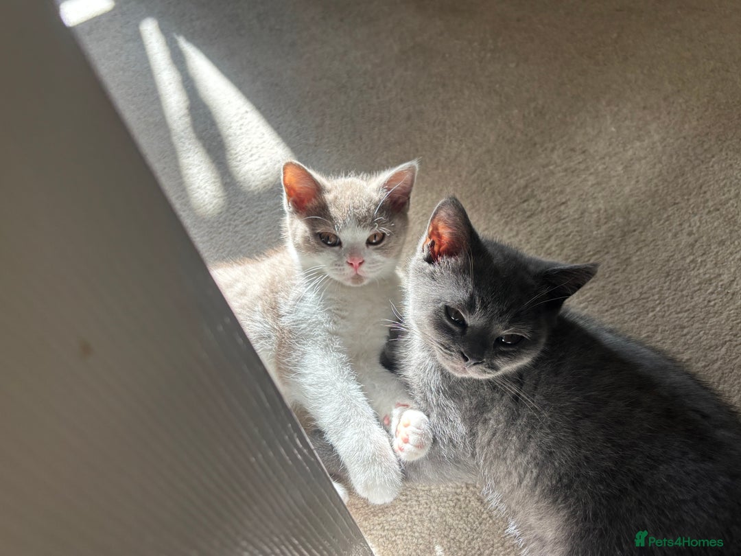 British Shorthair cats for sale: Adorable British short hair kitten- one male left - Image 2