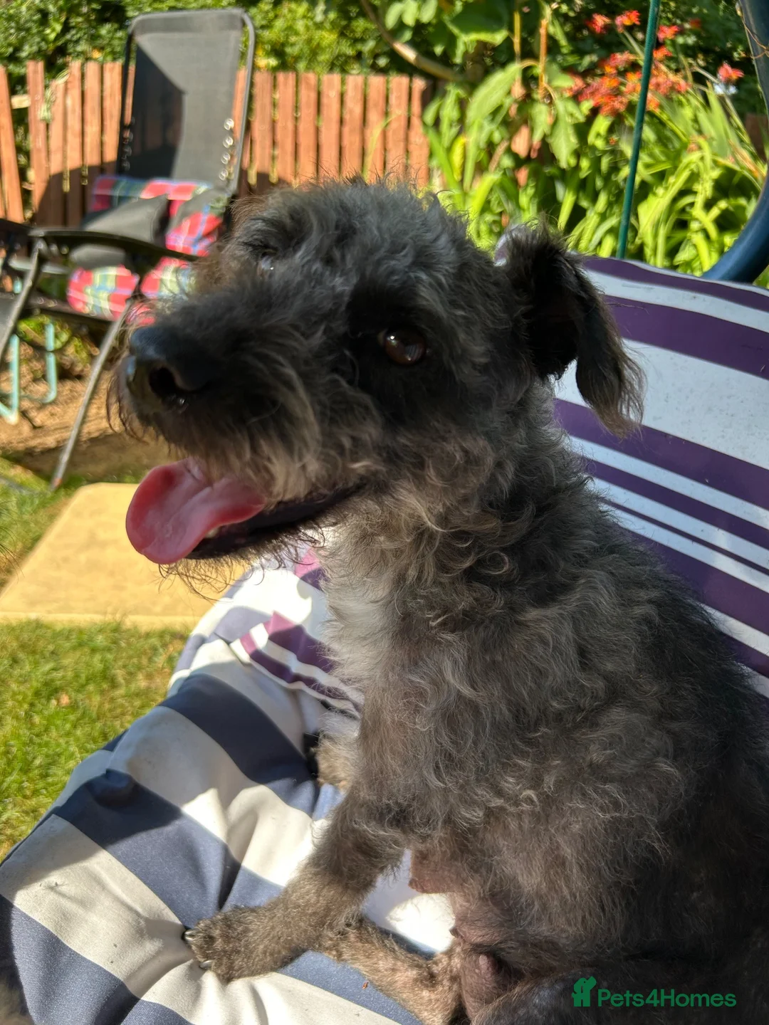 Mixed Breed dogs for sale: Patterdale crossed with Jack Russell  - Advert 1