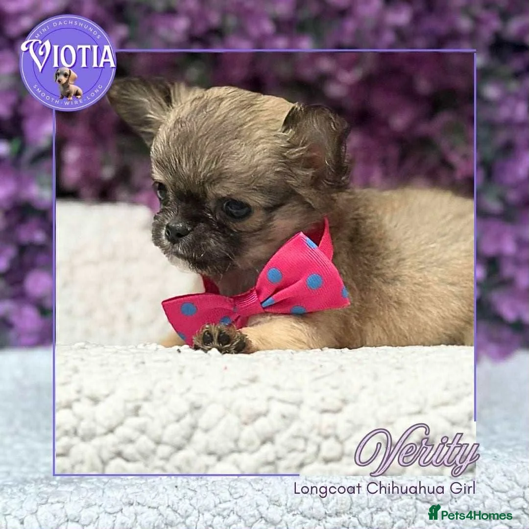 Chihuahua dogs for sale: Stunning long coat chihuahua’s  - Advert 9