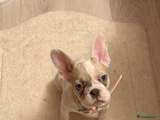 French Bulldog dogs Opal the French bulldog - Advert 1