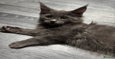 Maine Coon cats - Advert 4