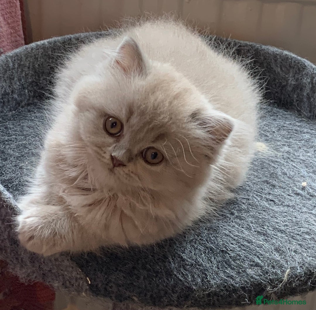 British Longhair cats for sale: BRIRISH long hair kittens - Image 11