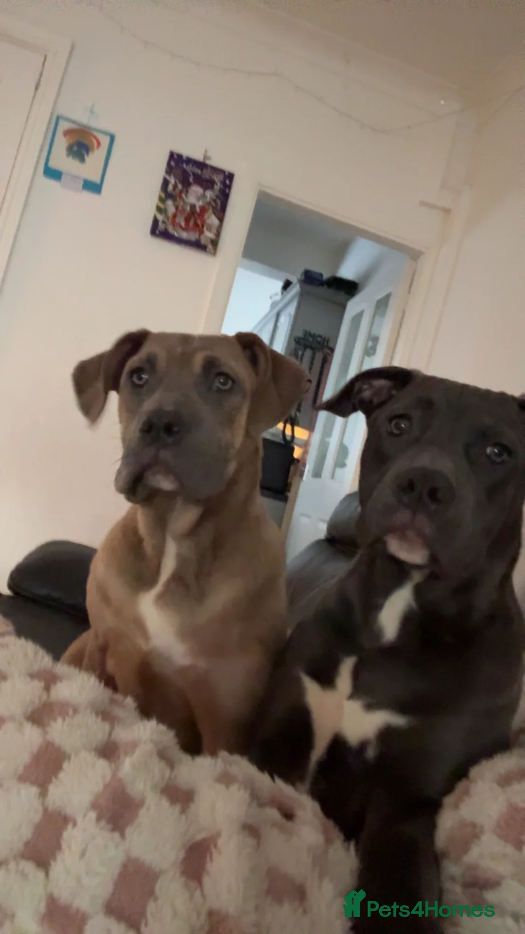 Mixed Breed dogs for sale: Staffy cross rehoming  - Advert 2