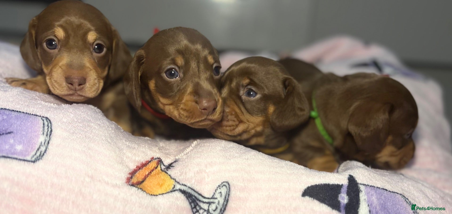 Miniature Dachshund dogs for sale: Exceptional miniature Dachshunds/360+DNA Clear Mum - Advert 1