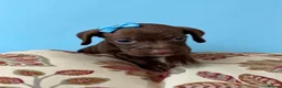 Mixed Breed dogs for sale: Show cocker x Jack Russel (cocker jacks) - Advert 7