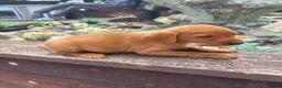 Labrador Retriever dogs for sale: Fox red Labrador  - Advert 7