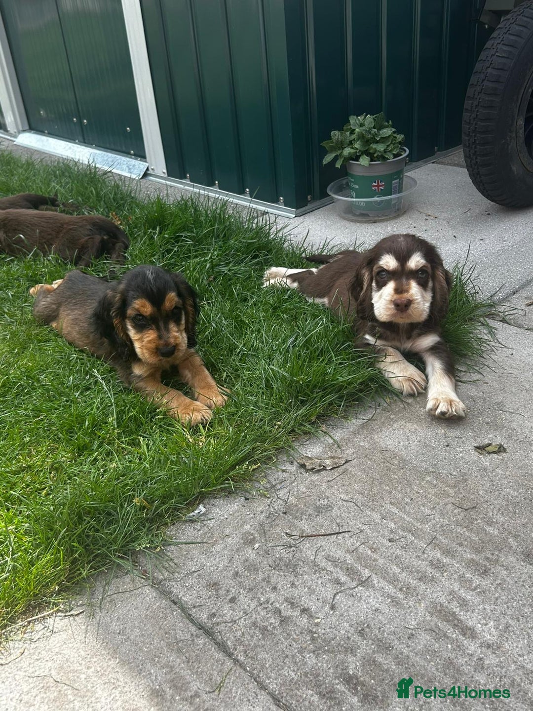 Cocker Spaniel dogs for sale: Show type cocker spaniel puppies  - Image 4