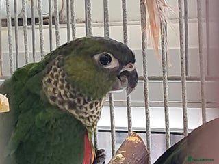 Conures birds in Wolverhampton - Advert 5