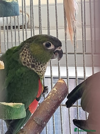 Conures birds in Wolverhampton - Advert 5
