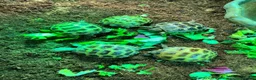 Tortoise reptiles for sale: Horsfields Tortoise - Advert 3