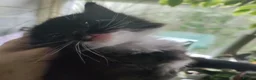 Mixed Breed cats for sale: Last 3 beautiful kittens - Advert 6