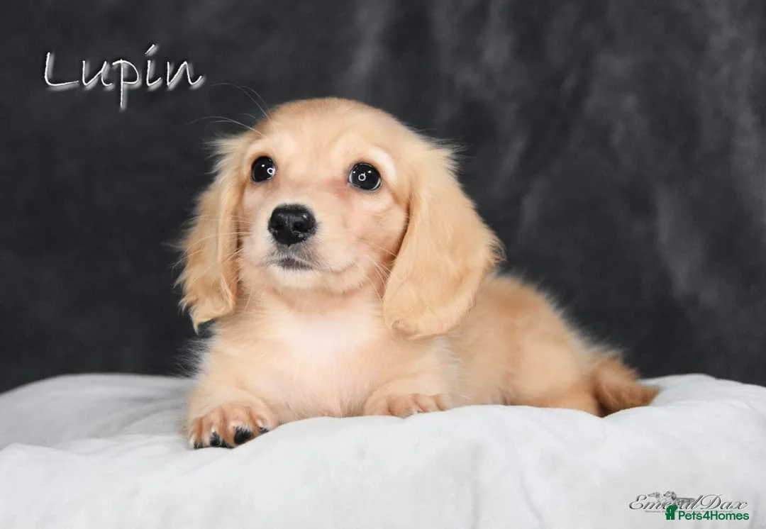 Miniature Dachshund dogs for stud: Clear Cream Stud in Rochford - Advert 12