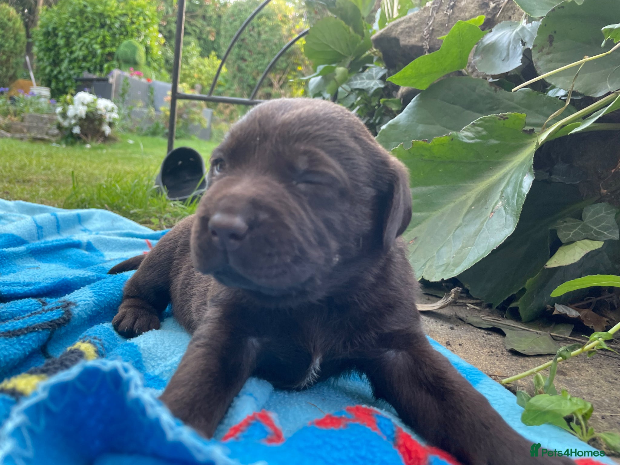 Labrador Retriever dogs 1 male 1 female Beautiful Labrador puppies left   - Advert 17