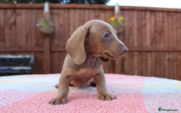 Miniature Dachshund dogs for sale: Miniature Dachshund puppies  - Image 7