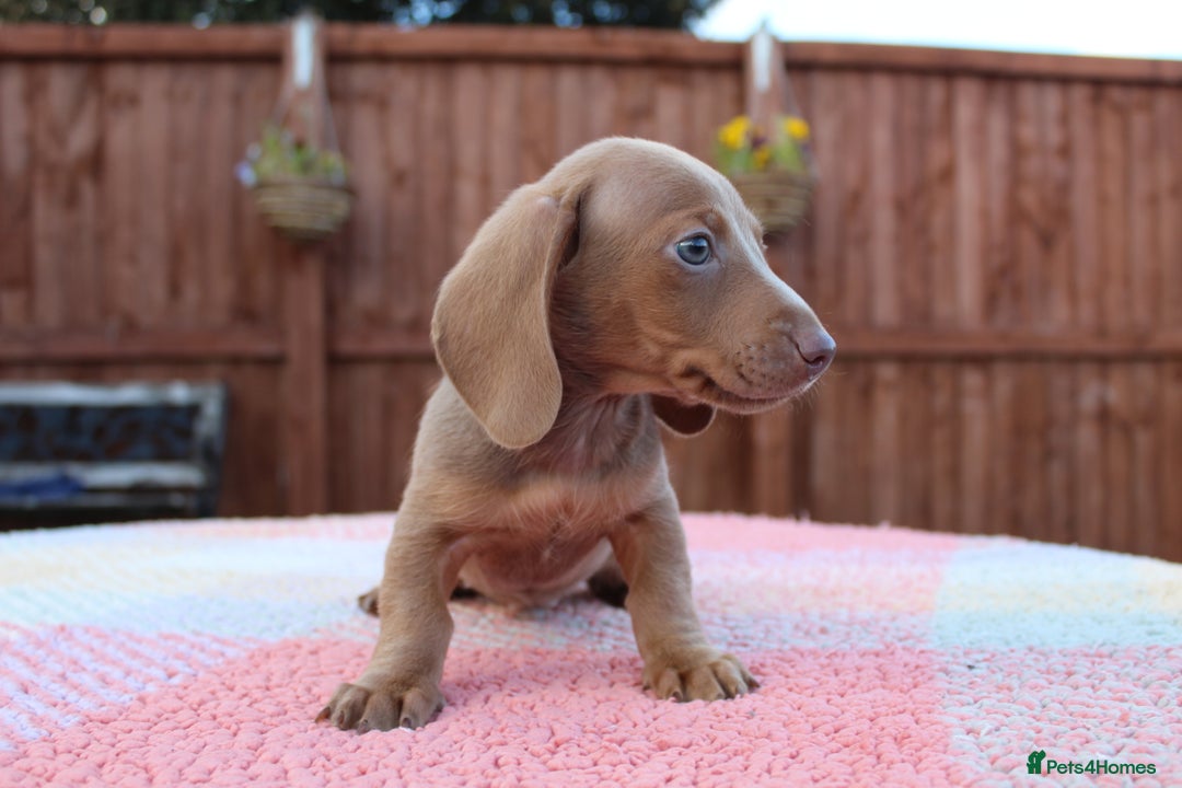 Miniature Dachshund dogs for sale: Miniature Dachshund puppies  - Image 7