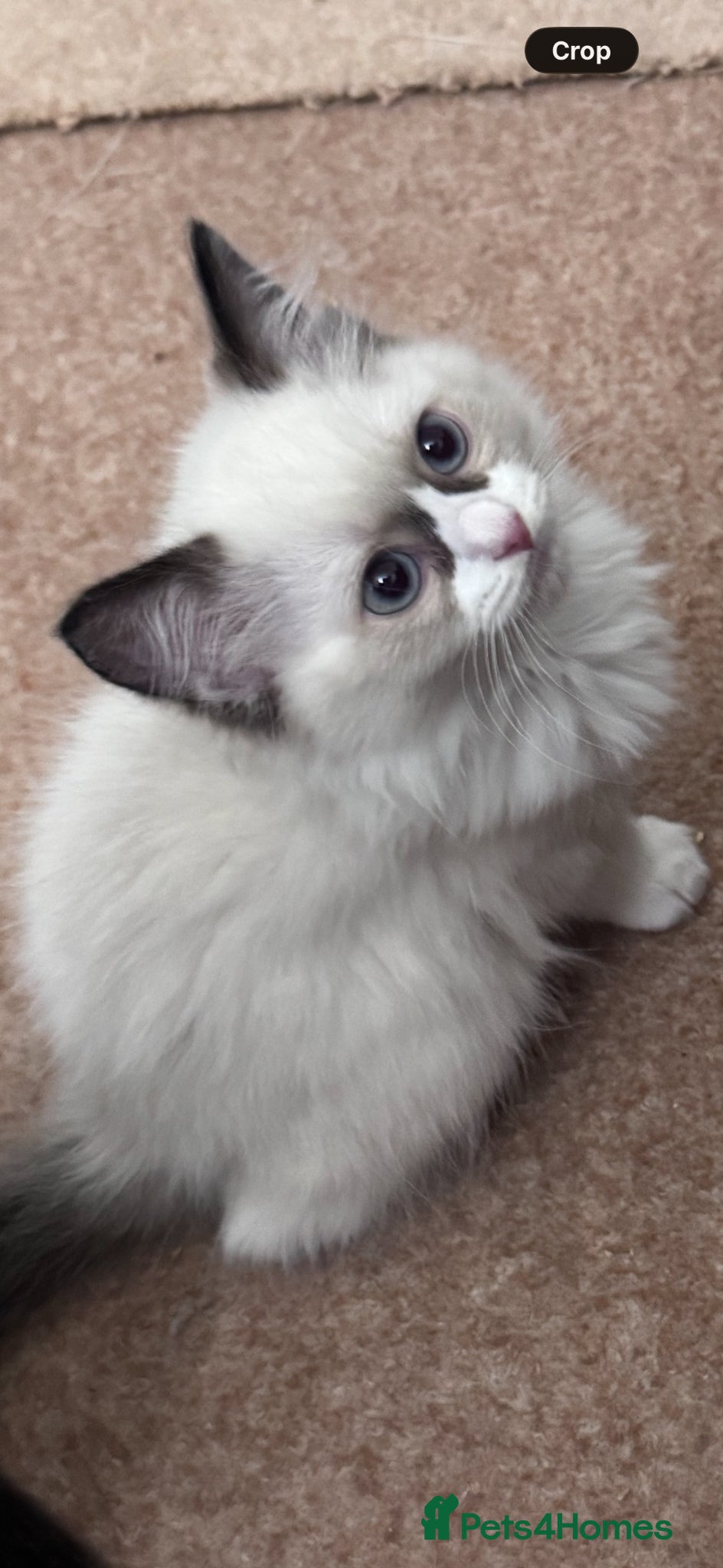 Ragdoll cats adorable  kittens ready to go home 28th April  - Advert 1