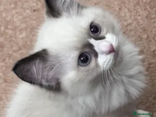 Ragdoll cats adorable kittens ready to go home 28th April - Advert 1