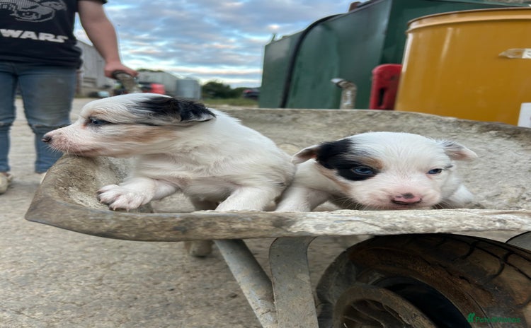 Border Collie dogs - Advert 1