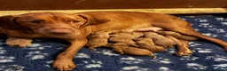 Hungarian Vizsla dogs for sale: 5* HUNGARIAN VIZSLA PUPPIES KC REGISTERED  - Advert 3