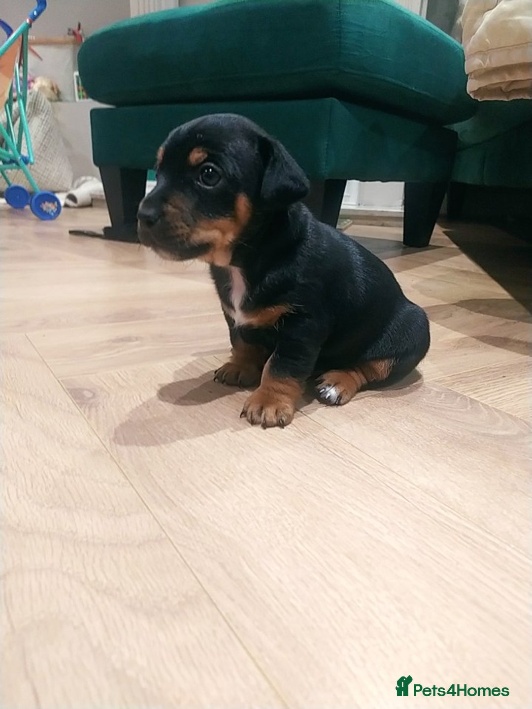 Jack Russell dogs for sale: Jack Russell  - Advert 1