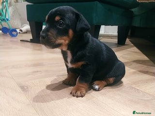 Jack Russell dogs Jack Russell - Advert 4