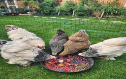 Chickens poultry for sale: Hatching eggs - Image 23