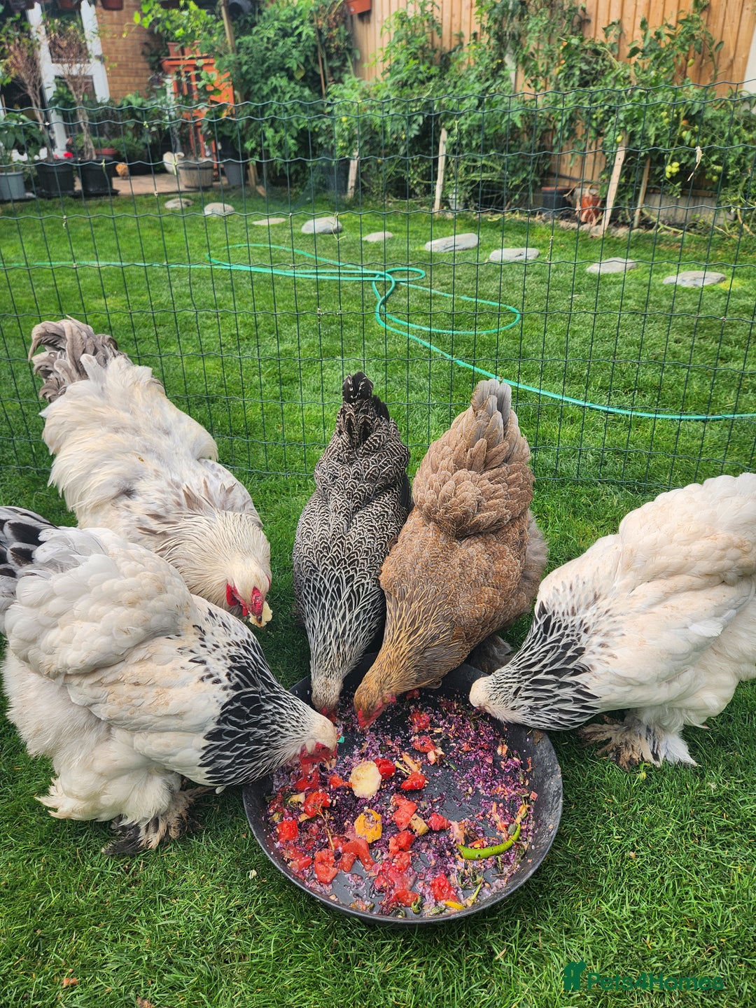 Chickens poultry for sale: Hatching eggs - Image 23