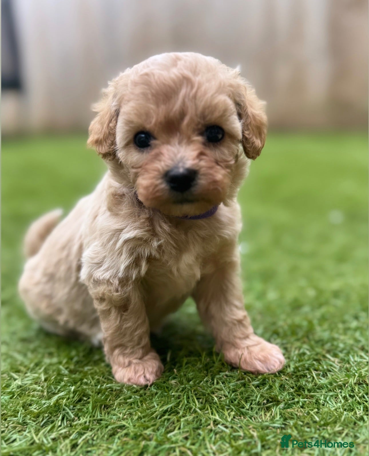 Maltipoo dogs Only 4 Adorable Rare Tiny Maltipoo Left 🐾  - Advert 1