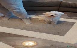 Maltipoo dogs for sale: TINY MALTIPOOS - Image 14
