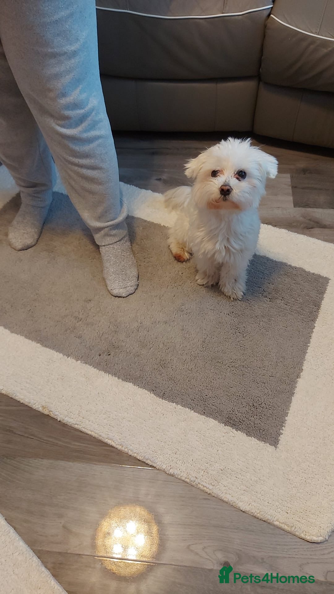 Maltipoo dogs for sale: TINY MALTIPOOS - Image 14
