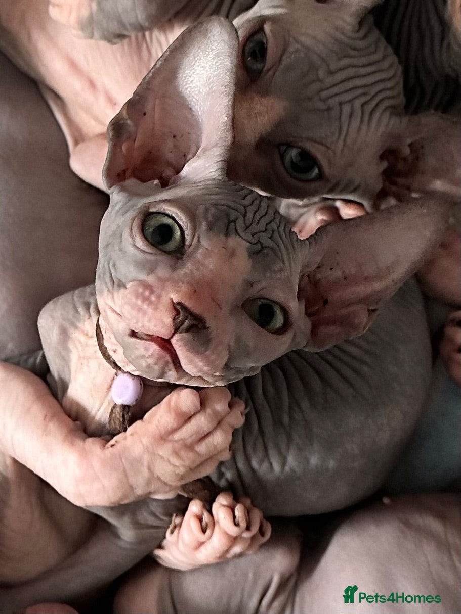 Sphynx cats Just 2 gorgeous boys left now - Advert 1