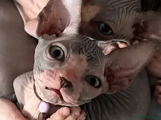 Sphynx cats Just 2 gorgeous boys left now - Advert 1