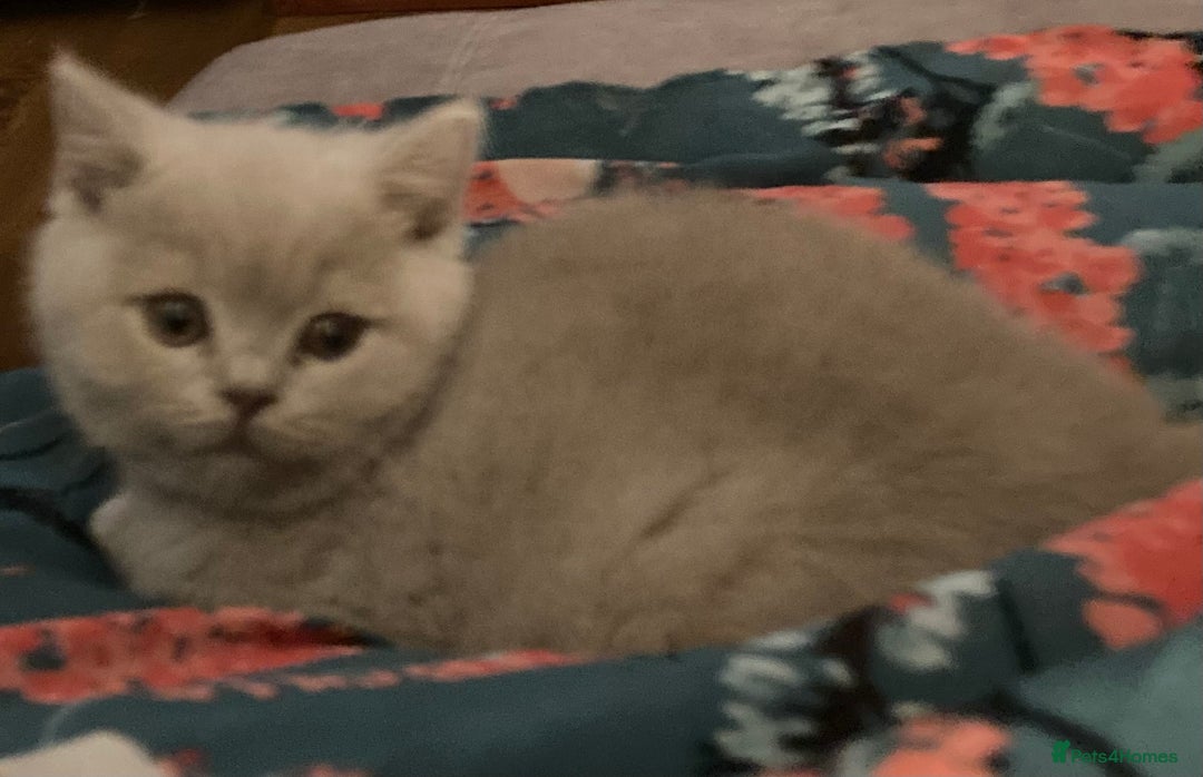 British Shorthair cats for sale: Stunning Lilac Boy available - Advert 8