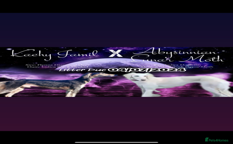 Saluki dogs - Advert 1
