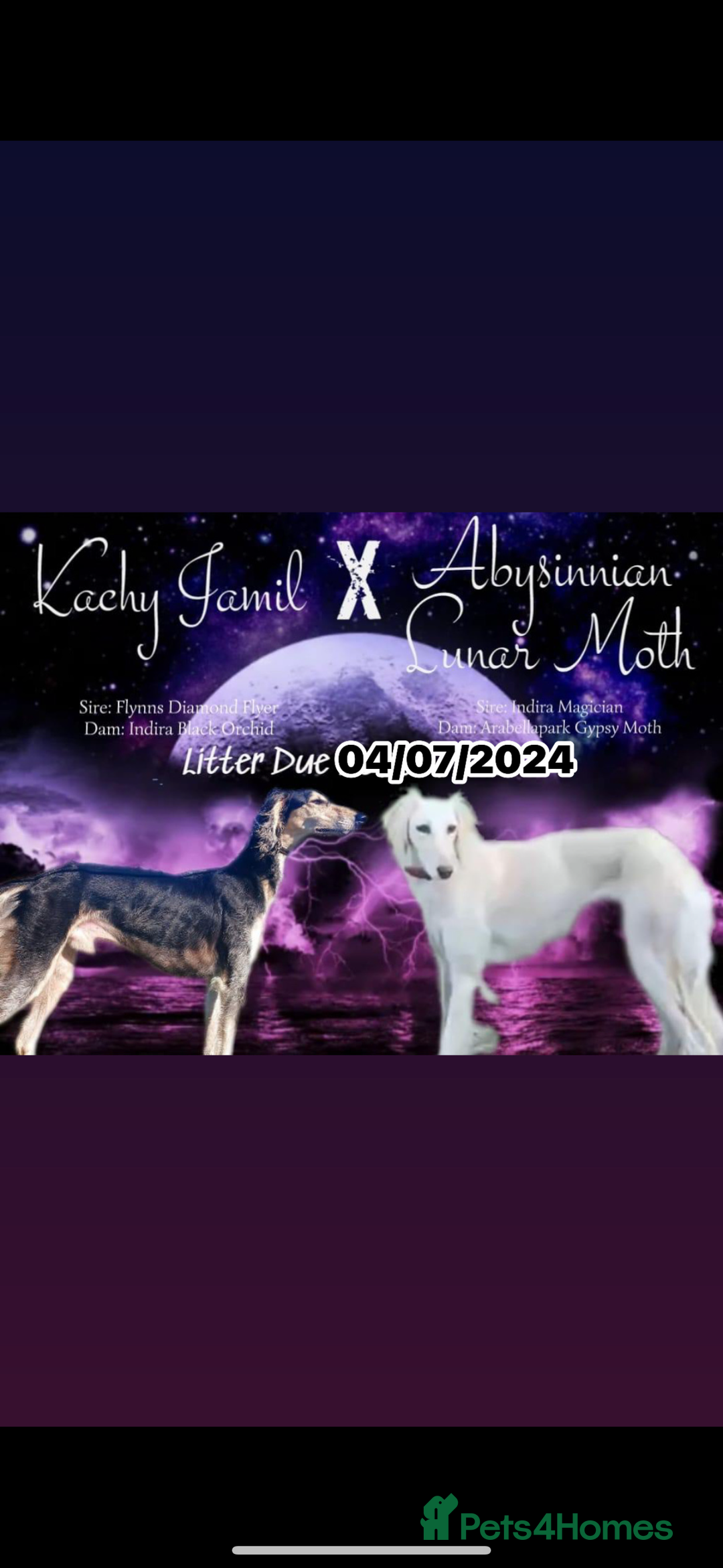 Saluki dogs for sale: KC registered saluki puppies (American bloodlines) - Image 1