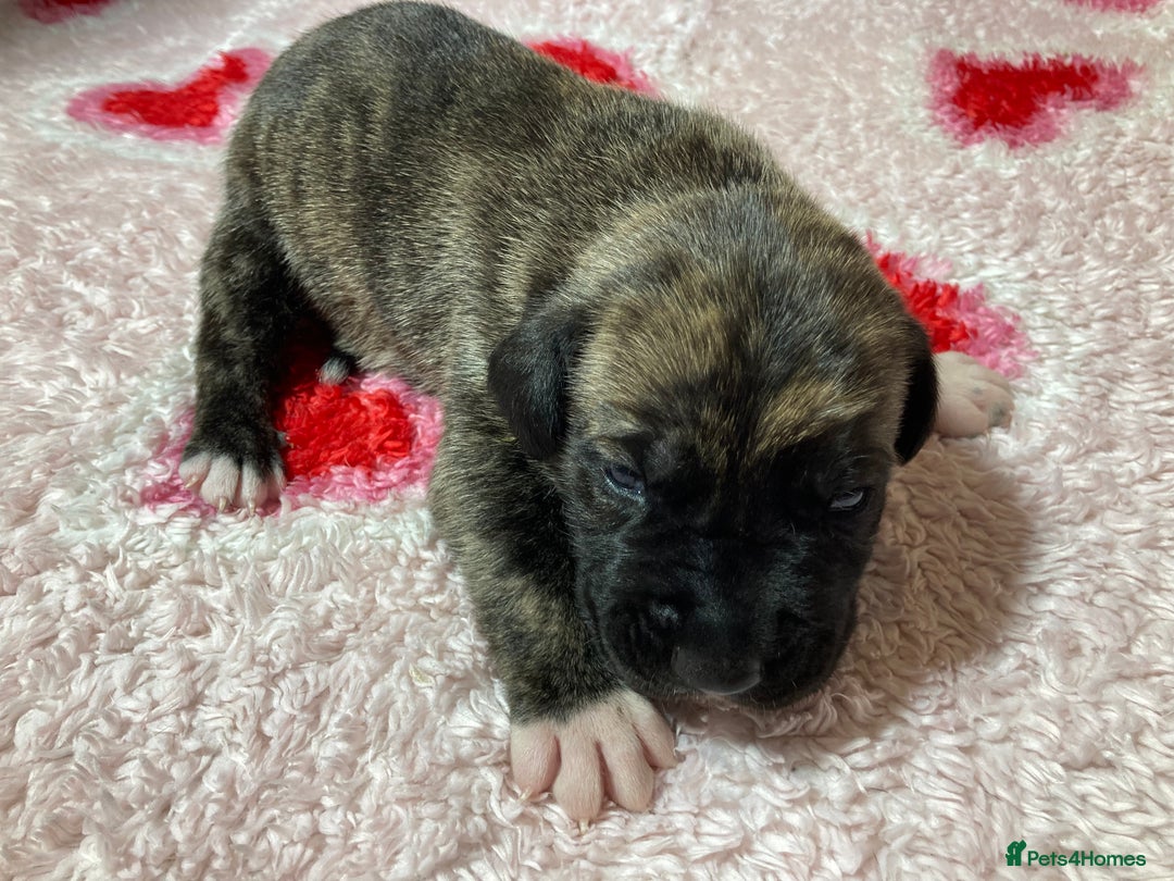 Mixed Breed dogs for sale: Presa Canario x Boerboel Puppies in Bromley - Image 26