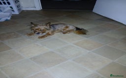 Mixed Breed dogs for sale: Female puppy - Image 7